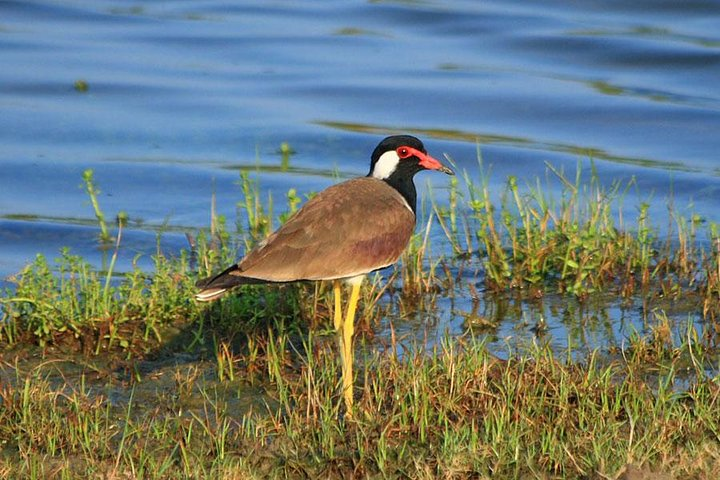 Bird Watching Tour in Muthurajawela Wetland from Colombo Harbour - Photo 1 of 7